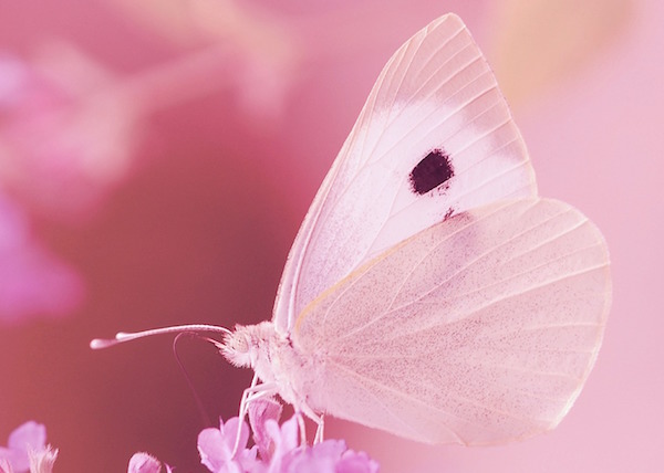 【復縁】願いが叶う待ち受け：お花にとまるピンクの蝶