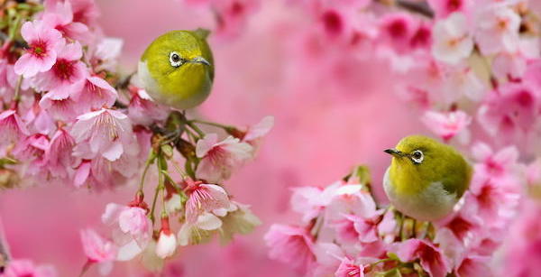 ダウンロード 夜桜 待ち受け 効果 ハイキュー ネタバレ