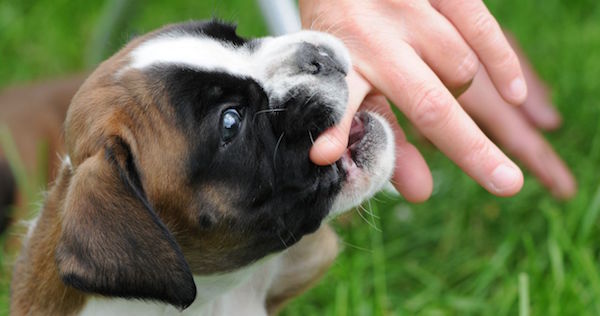 犬に噛まれる夢を見た後に気をつけてほしい5つの事